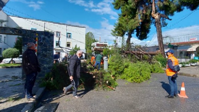 Bie pema e vjetër pranë spitalit të Pediatrisë në Tiranë, shpëtojnë punonjësja dhe kalimtarët