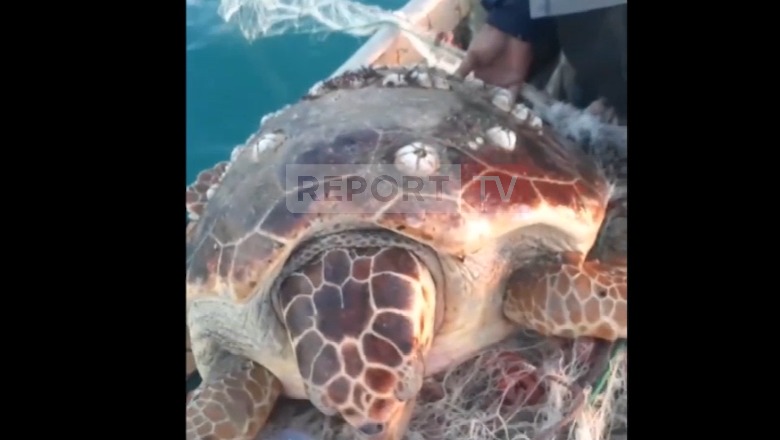 Breshka e rrallë 'kareta-kareta' rreth 70 kg bie në rrjetën e peshkatarëve në Vlorë (VIDEO)