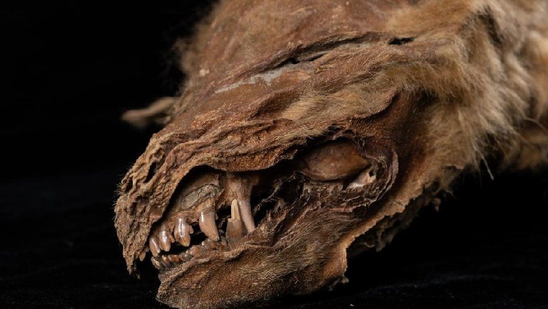 Ujku i mumifikuar në Kanada 'jetoi 56,000 vjet më parë'