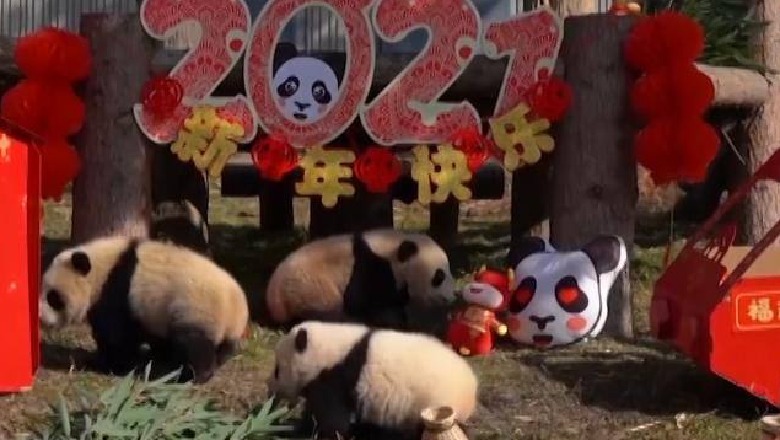 10 panda bebe prezantohen për herë të parë (VIDEO)
