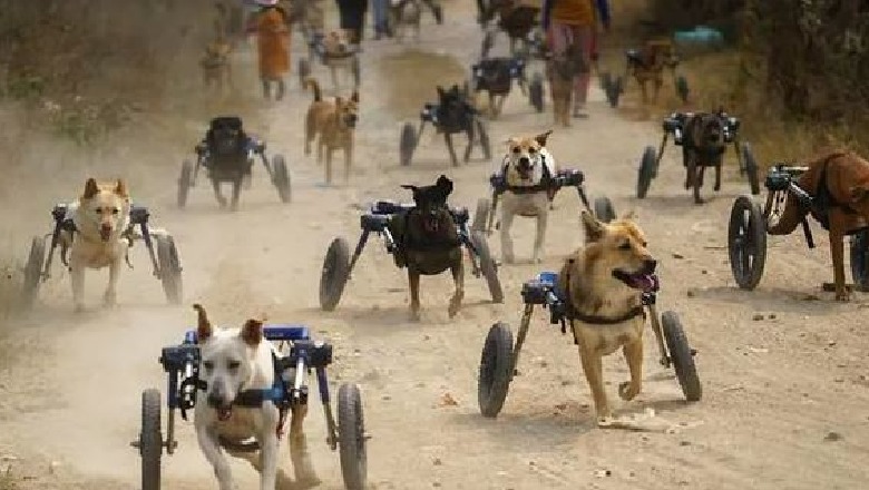 Proteza për të vrapuar sërish/ Fondacioni në Tajlandë ndihmon qentë me aftësi të kufizuara  