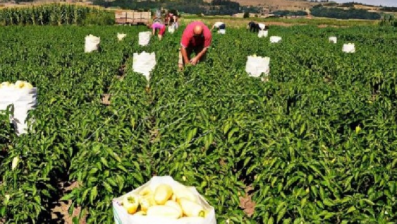 Punësimi sezonal, 65 mijë vende pune në Greqi, ja si do përfitojnë shqiptarët