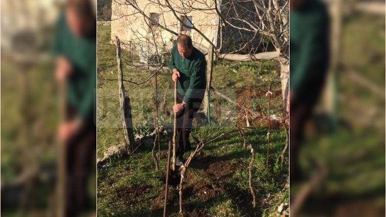 'Premtoj 5 mijë euro për çdo fermer që mbjell një pemë', Kulluri ironi me Bashën: Shqipëria fiton
