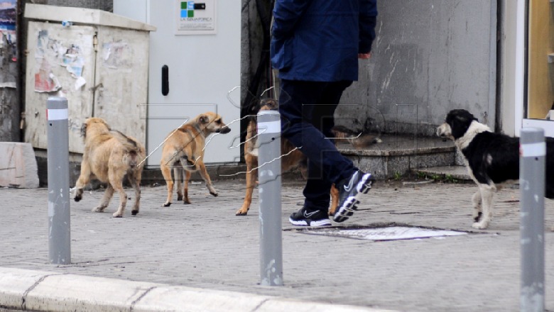 E rëndë/ Qeni i braktisur kafshon fëmijën në trotuar, arrestohet pronari në Tiranë