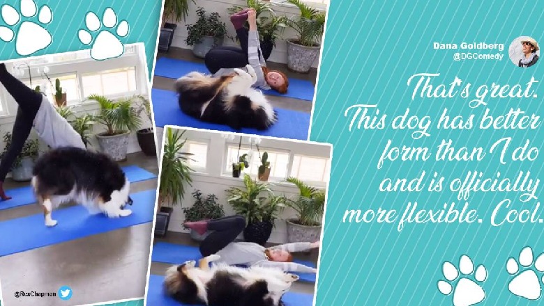 E imiton pa humbur asnjë ushtrim, qenushi bën ‘yoga’ bashkë me pronaren e tij  (VIDEO)