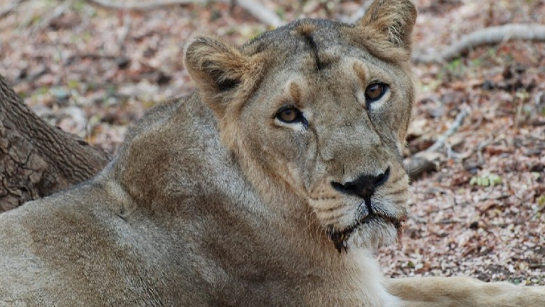 Koronavirusi 'pushton' kopshtin zoologjik në Indi, ngordh një luaneshë