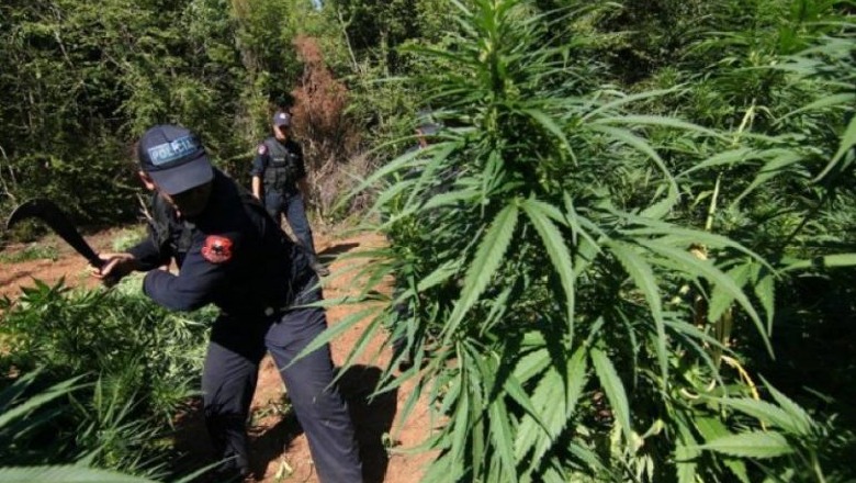 Operacionet anti-drogë në vend/ Shpërndanin kokainë dhe kanabis në lokalet e Dibrës dhe Fierit si dhe mbollën parcela droge në Krujë e Gjirokastër! Gjithsej 11 të arrestuar, 2 në kërkim  
