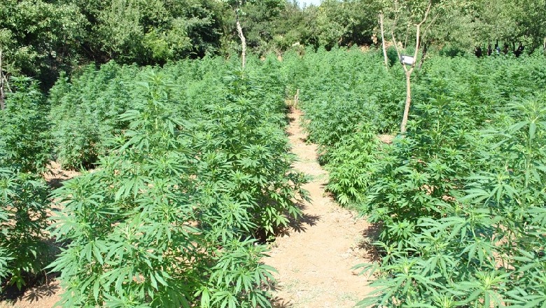 Gramsh/ Kultivoi 420 rrënjë kanabis në tokën e tij, shpallet në kërkim 31-vjeçari, arrestohet për shpërdorim detyre kryeplaku i fshatit