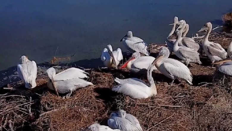 Pandemia rriti numrin e pelikanëve kaçurrel në Lagunën e Karavastasë