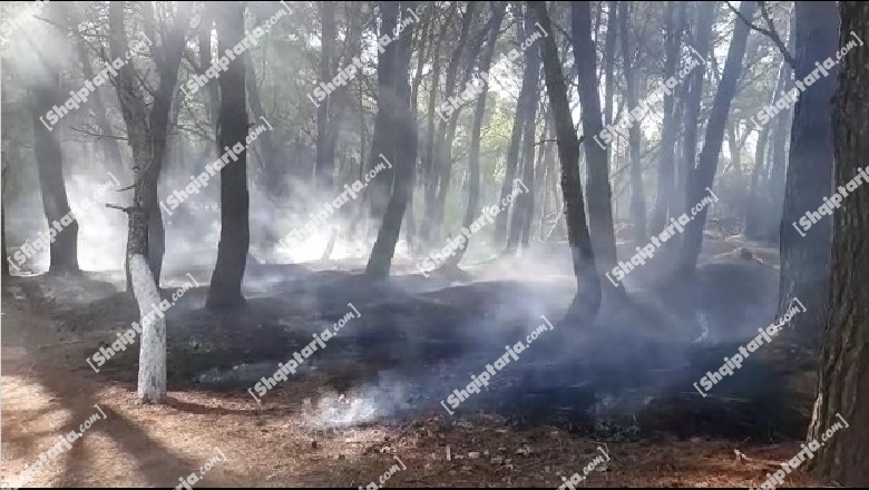 Përfshihet nga flakët Pylli i Sodës në Vlorë, dyshohet për zjarrvënie të qëllimshme