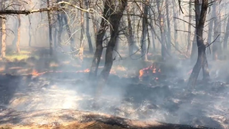 Ndezi zjarr në oborrin e shtëpisë dhe dogji 60 hektarë pyll, prangoset 66-vjeçari në Mirditë