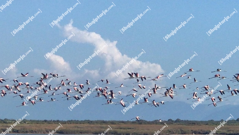 Mbi 3 mijë flamingo 'pushojnë' në bregdetin e Pishporos në Fier, dhurojnë spektakël për vizitorët! Përgjegjësi i Zonave të Mbrojtura: Kanë ushqim të bollshëm prandaj kanë ardhur këtu