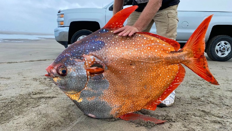 'Peshku Hënë', krijesa e rrallë shumëngjyrëshe gjendet në bregdetin e Oregonit