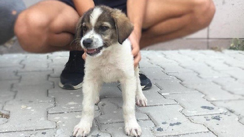 Yanik, qenushi që u shpëtua nga flakët dhe u ngre moralin ekipeve të shpëtimit në Antalia
