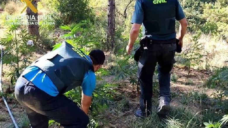 Kultivonin kanabis në Spanjë, arrestohen 2 shqiptarë, policia asgjëson 2 mijë rrënjë kanabis 
