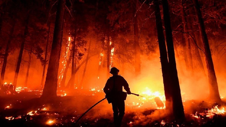 Zjarret në Kaliforni kërcënojnë pemët më të mëdha në botë