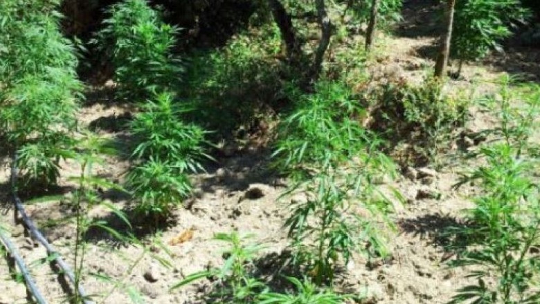 Kultivonte bimë narkotike në afërsi të banesës, arrestohet 54-vjeçari në Lezhë! Në pranga edhe një tjetër në Krujë