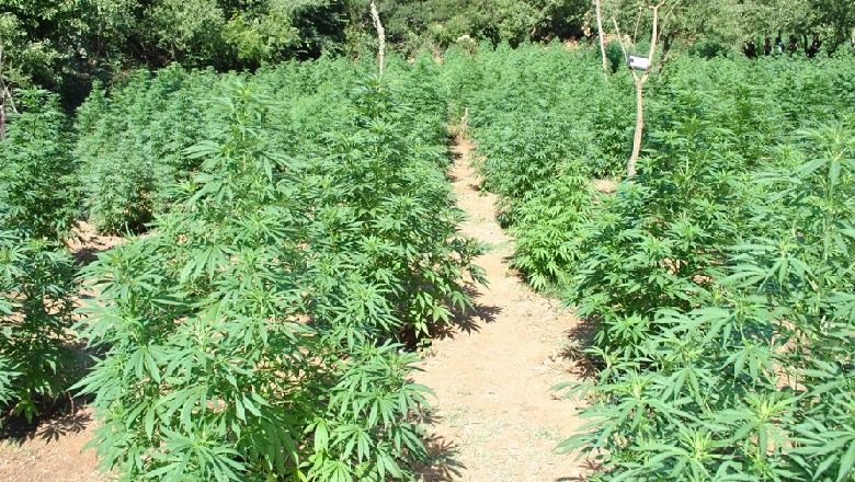 Sezoni i kultivimit të kanabisit, policia e Vlorës kontrolle në ambientet e mbyllura për të goditur prodhimin e bimëve narkotike