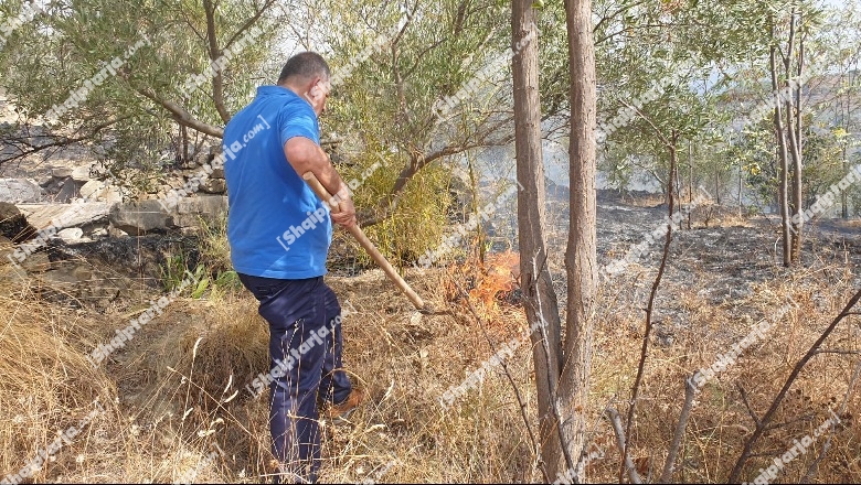 Zjarr në Uznovë në Berat, digjen dhjetëra ha plantacione me fiq e ullinj, në rrezik linja e tensionit të lartë elektrik! Mendohet se është i qëllimshëm