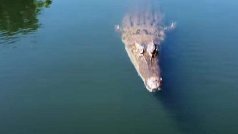 Droni mbi ujërat e kripura të Australisë, krokodili kërcen dhe e kap me dhëmbë, momenti i veçantë bëhet viral 