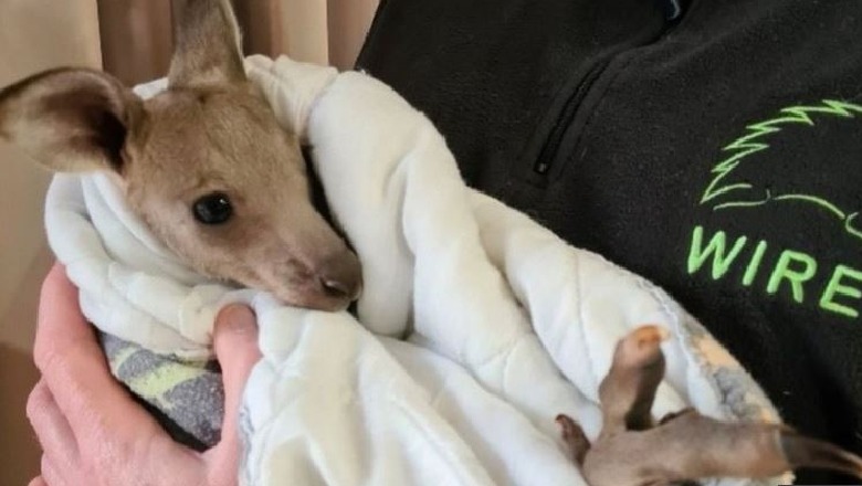 Vranë 14 kangurë me makinë në Australi, policia arreston 2 adoleshentë