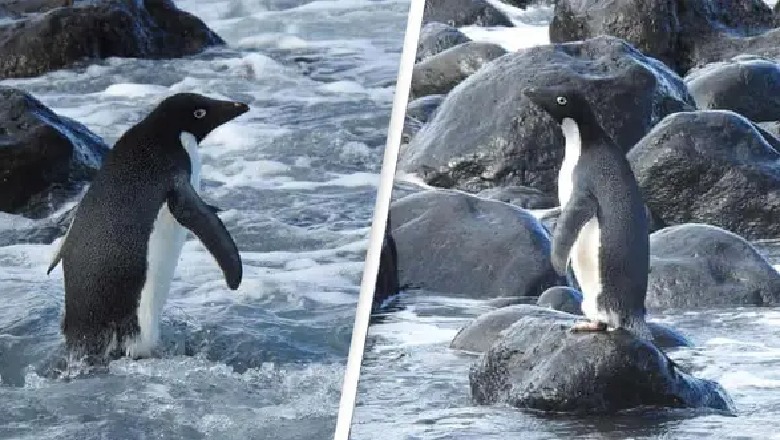 Pinguini ‘super i rrallë’ i Antarktikut gjendet në Zelandën e Re, paralajmëron për klimën