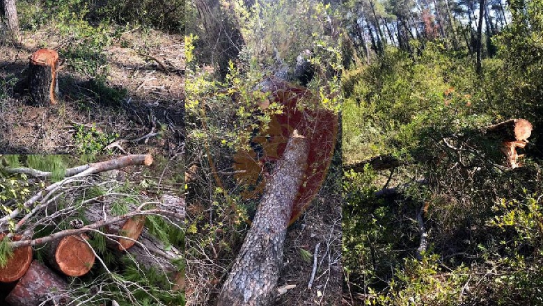 U kap duke prerë dru në pyllin e Divjakës dhe hodhi inerte në zonën e mbrojtur, në pranga 45-vjeçari 