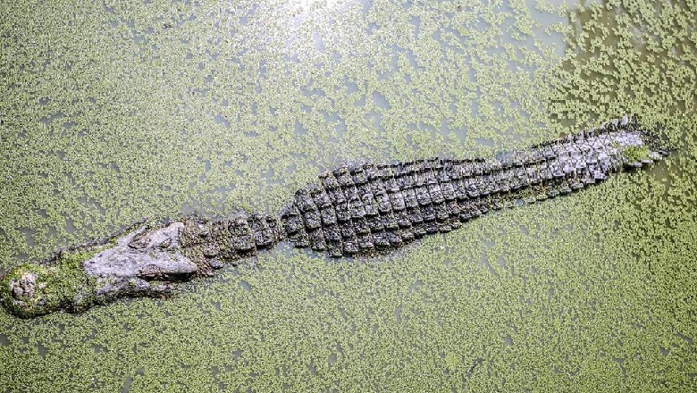 Donte një foto me krokodilin ‘statuj’, burri kafshohet egërsisht, gjaku ‘lan’ pishinën në Filipine 