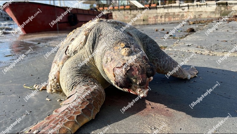 VIDEO/ Dallgët e forta në Durrës nxjerrin të ngordhur në breg breshkën detare ‘Kareta-Kareta’
