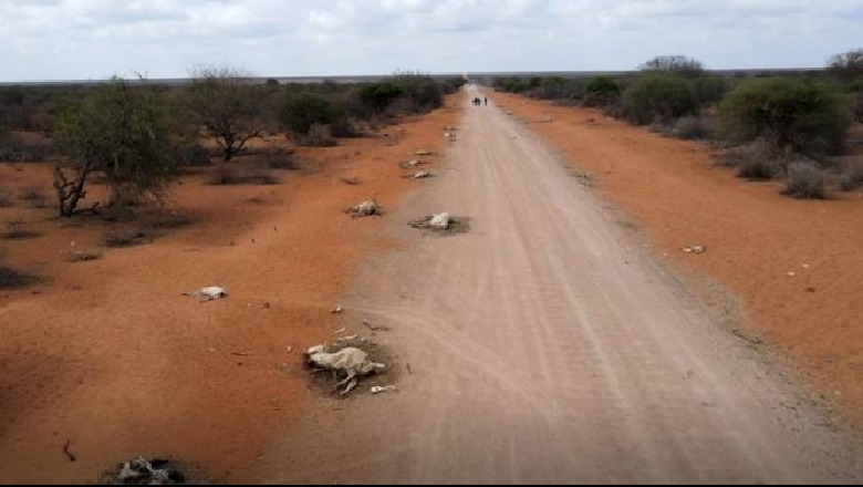 Pamje dramatike, qindra kafshë të ngordhura në rrugë, thatësira sjell pasoja shkatërrimtare në Afrikë