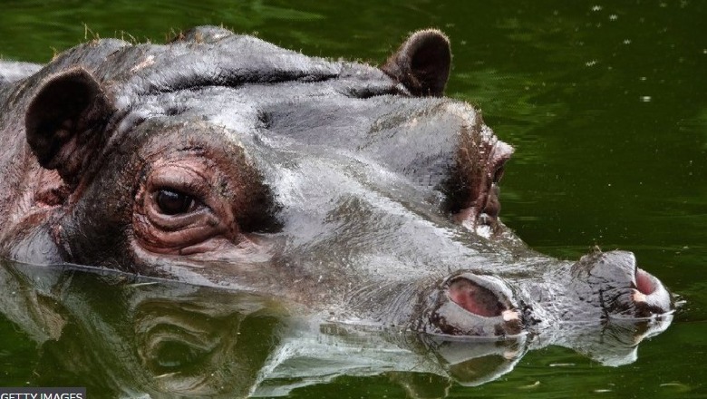 Infektohen me COVID...2 hipopotamë në kopshtin Zoologjik në Belgjikë, ekspertët ngrenë alarmin: Sa i përhapur është virusi në natyrë?