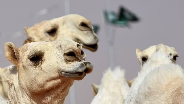 Keni parë ndonjëherë deve të 'zbukuruara' me botox? Konkursi i bukurisë në Arabinë Saudite për kafshët na çuditi të gjithëve
