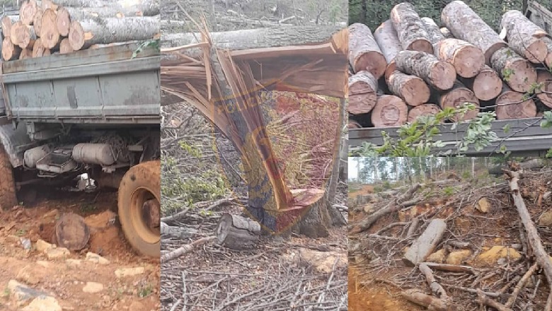 Po transportonte drutë e prera në mënyrë të paligjshme, nën hetim 37-vjeçari në Shkodër