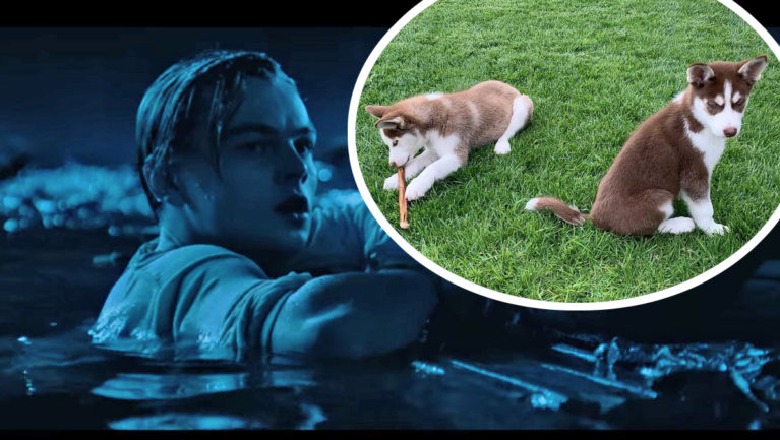  Leonardo DiCapro hidhet në ujërat e ngrira të ‘Titanikut’, shpëton dy qentë e tij nga mbytja 