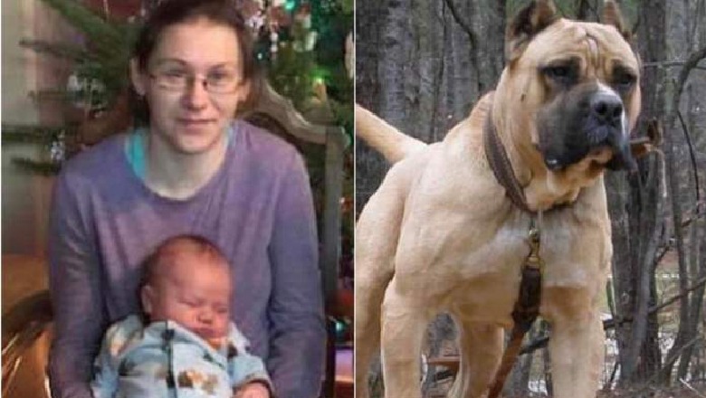 U masakrua nga pitbulli për të mbrojtur djalin 4-vjeçar, nëna heroinë humb jetën në SHBA! Bashkëshorti: Atë e gjeta të shtrirë, djali po dridhej i mbuluar në gjak