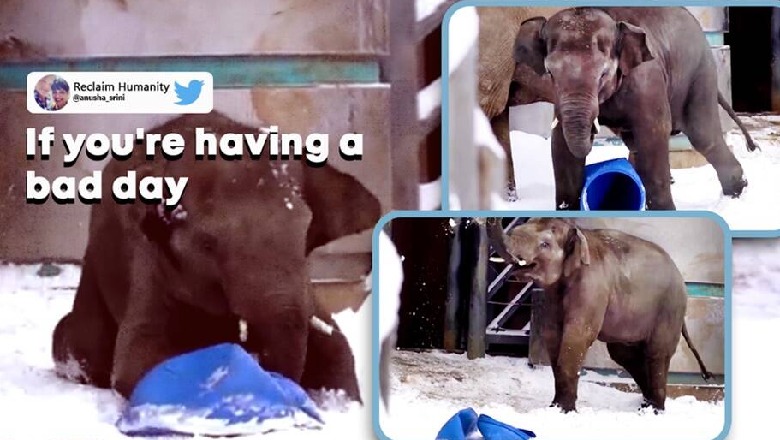 Elefantët luajnë në dëborë, videoja nga kopshti zoologjik i Moskës bëhet virale 