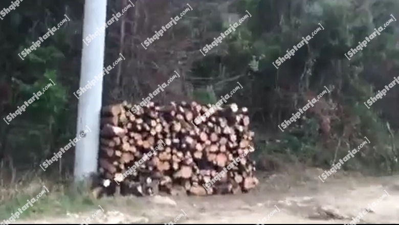Priten pemë në zonën e mbrojtur të Kepit të Rodonit që e administron kisha e Shna Ndout, 2 nën hetim! Përfaqësuesi i AZM-së: Jemi ankuar, por s'janë marrë masa