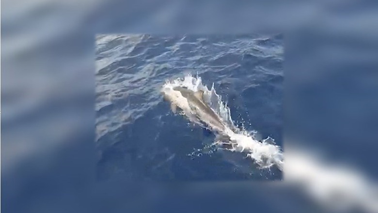 Një familje delfinësh 'dhuron spektakël' në ujrat e detit Jon, mahniten peshkatarët