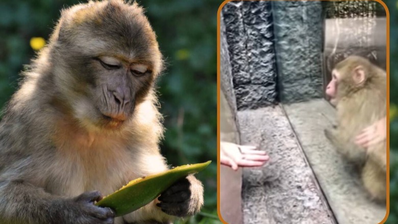 Vizitori i bëri trukun  ‘magjik’, majmuni në Meksikë reagon në mënyrën më epike (VIDEO)