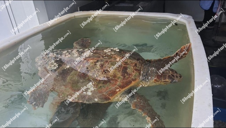 Jo peshk, por breshka! ‘Carreta- Carreta’ bie në rrjetën e peshkatarëve në Radhimë