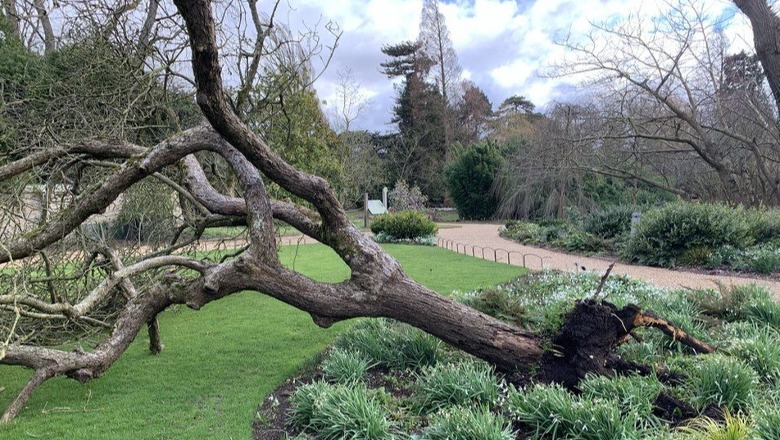 Stuhia shkul 'pemën e mollës së Njutonit' në kopshtin botanik të Universitetit të Kembrixhit