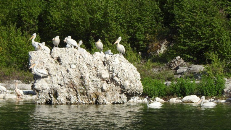 Ardian Koci ngre alarmin: Gripi i Shpendëve  H5N1 infekton në masë koloninë e pelikanëve në Prespën e Vogël! Rrezikohet edhe kolonia e pelikanëve në Parkun e Karavastasë