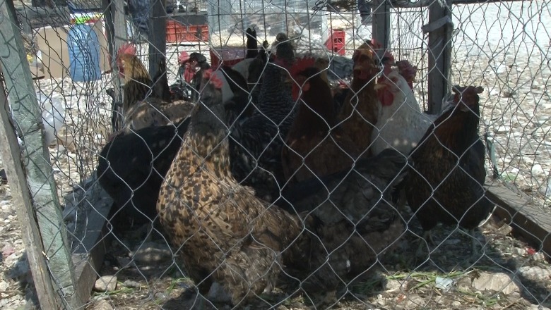 Gripi i shpendëve/ Ministria ndalon shitjen e pulave në treg të hapur të paautorizuar, tregtarët në Sukth vijojnë të dalin: Kështu do falimentojmë, s’kemi pula të infektuar  