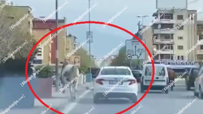 Shkodër/ Po lëvizte i lirë në rrugë në mes të qytetit, kali tenton të kalojë rrugën, por përplaset me makinën ( VIDEOLAJM ) 