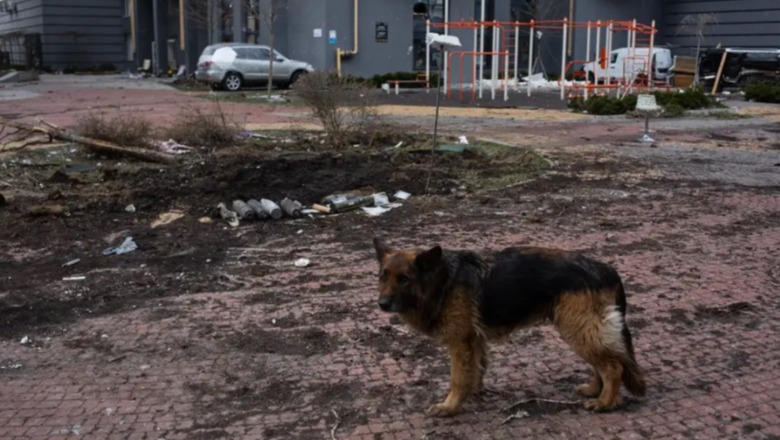 Kievi: Rusët vrasin qentë dhe më pas i hanë 