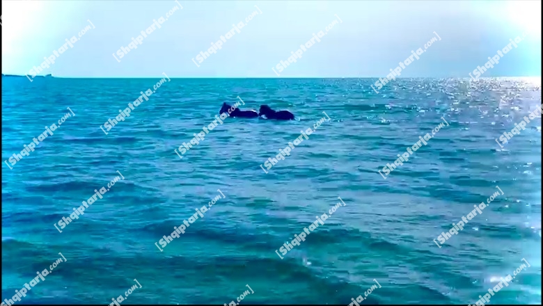 VIDEOLAJM/ 'Hapet' sezoni turistik në Shëngjin, kapen dy kuaj duke 'shijuar' detin 