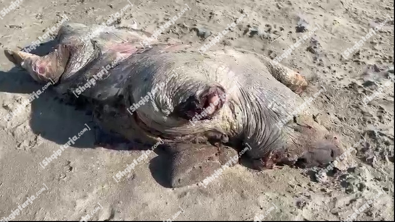 Ndotja plastike në det ‘vret’ breshkat kareta-kareta, specialisti i Zonave të Mbrojtura: Gati 50% e breshkave të ngordhura të gjetura në Gjirin e Vlorës janë nga plastika