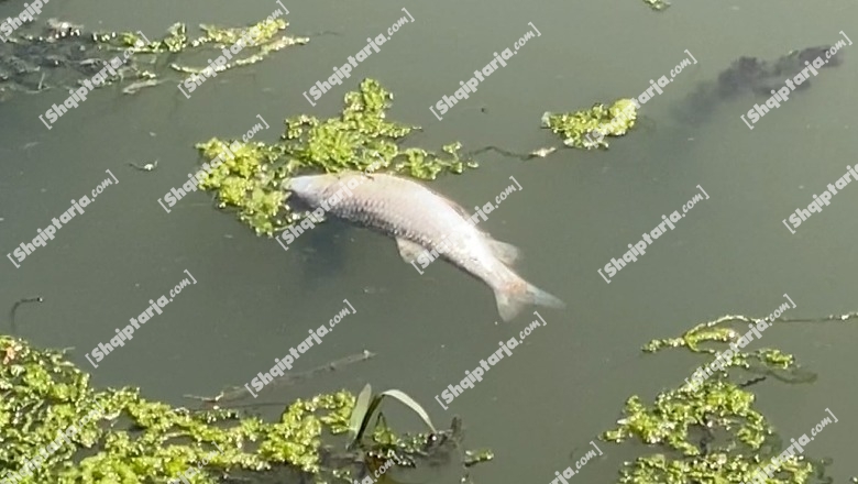 Lezhë/ Dalin peshq të ngordhur në ujërat e lumit Drin...dyshohet se iu hodh dinamit (VIDEO)