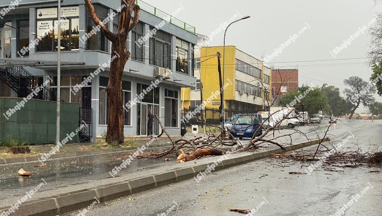 Reshjet e dendura rrëzojnë pemën, bllokohet rruga në Elbasan