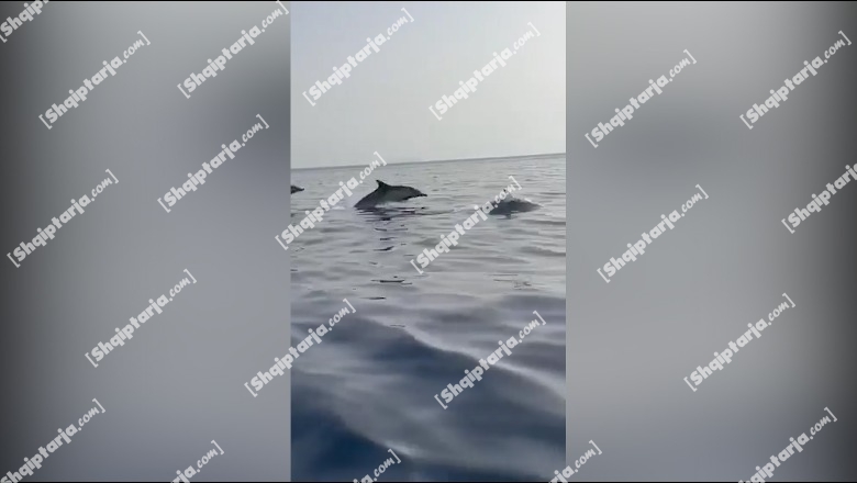 Delfinët mahnitin turistët në ishullin e Sazanit, u dhurojnë spektakël teksa i shoqërojnë gjatë udhëtimit (VIDEO)